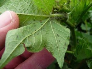 cotton sucking pest