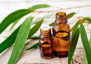 Eucalyptus Essential Oil