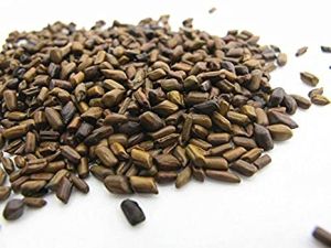 Cassia Tora Seeds