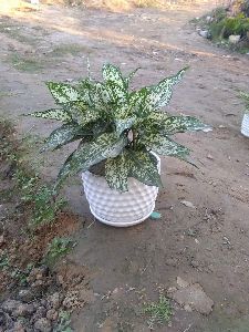 Aglaonema Thailand Plant