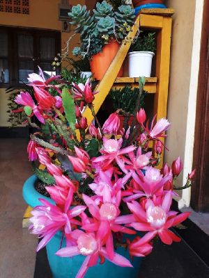Christmas Cactus Plant