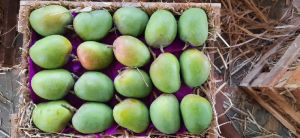 Alphonso Mangoes