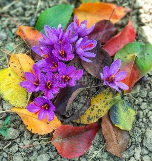 kashmiri saffron