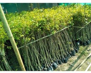 agarwood plants