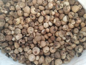 Lalli Areca Nuts