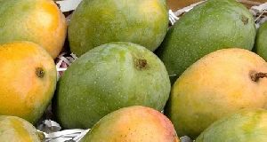 Gujarat Gir/ Talala/ Junagad Premium Kesar Mango