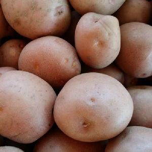 LR Potato
