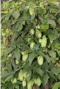 Hops Extract