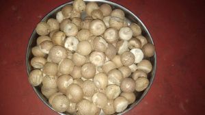 Areca Nuts