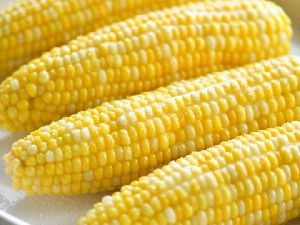 Fresh Corn