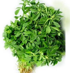 Fresh Fenugreek Leaves