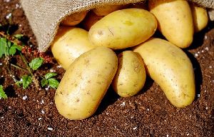 Fresh Potato