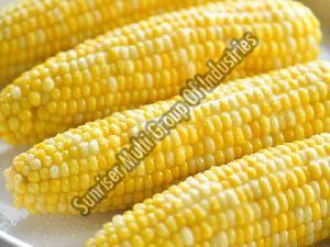 Fresh Corn
