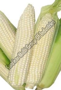 Fresh White Corn