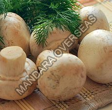 Fresh Mushrooms
