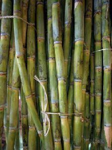 Sugar Cane