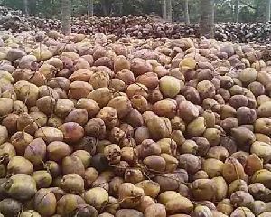 Pollachi Coconut