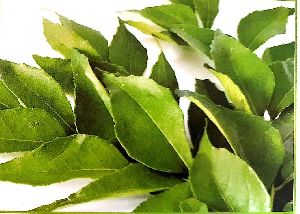 Fresh Curry Leaves