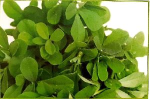 Fresh Fenugreek Leaves