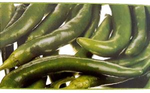 Fresh Green Chilli