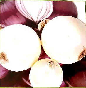 Fresh Silver Skin Onion