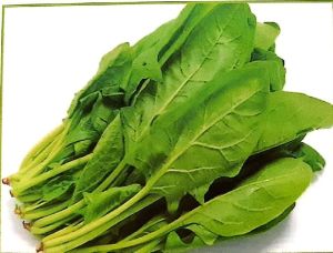 Fresh Spinach Leaves