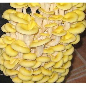 Yellow Oyster Mushroom