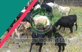 Live Black Bengal Goat