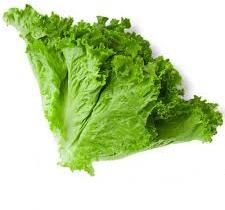 Fresh Lettuce