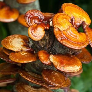 Ganoderma Mushroom