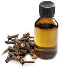 Clove Bud Absolute Oil