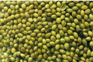 Coriander Seeds