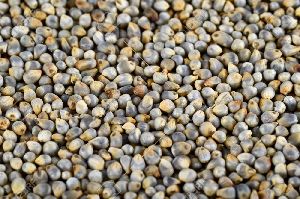 Millet Seeds