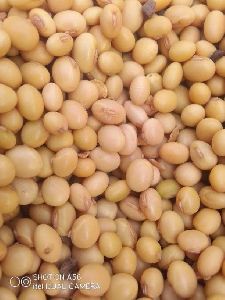 Soyabean