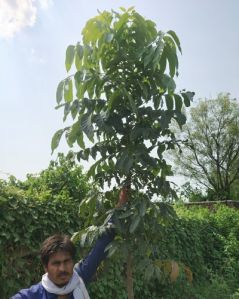 African Mahogany Plant