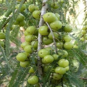 Amla Plant