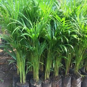 Areca Palm Plant