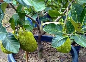 Jackfruit Grafted Plant