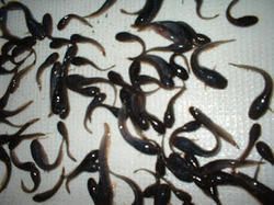 Magur Fish Seeds