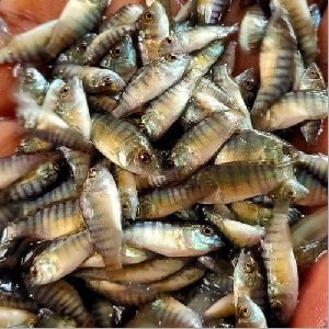 Monosex Tilapia Fish Seeds