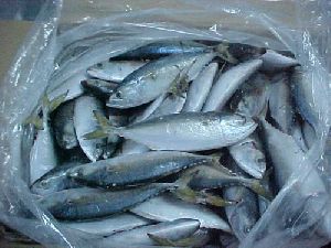 Sea Bass Fish Seeds