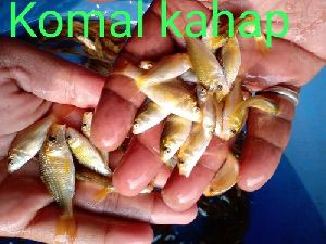 Kaap Fish Seeds
