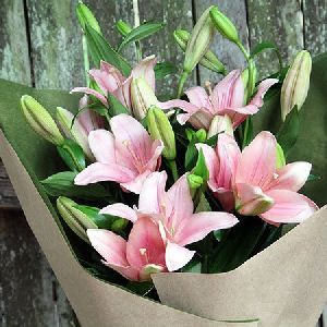 Fresh Lily Flowers