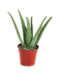 Aloe Vera Plant