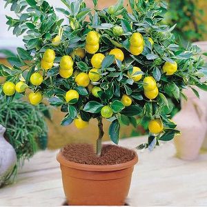 Lemon Plant