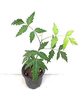 Neem Plant