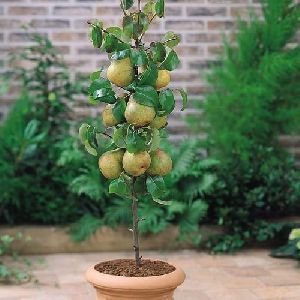 Pear Fruit Plant