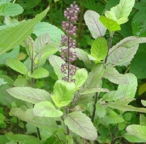 Tulsi Plant