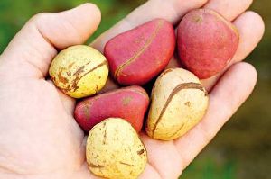 Kola Nuts