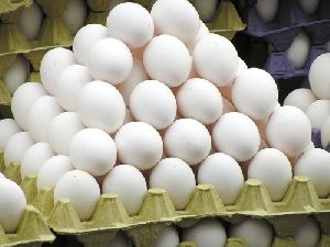 Poultry Eggs